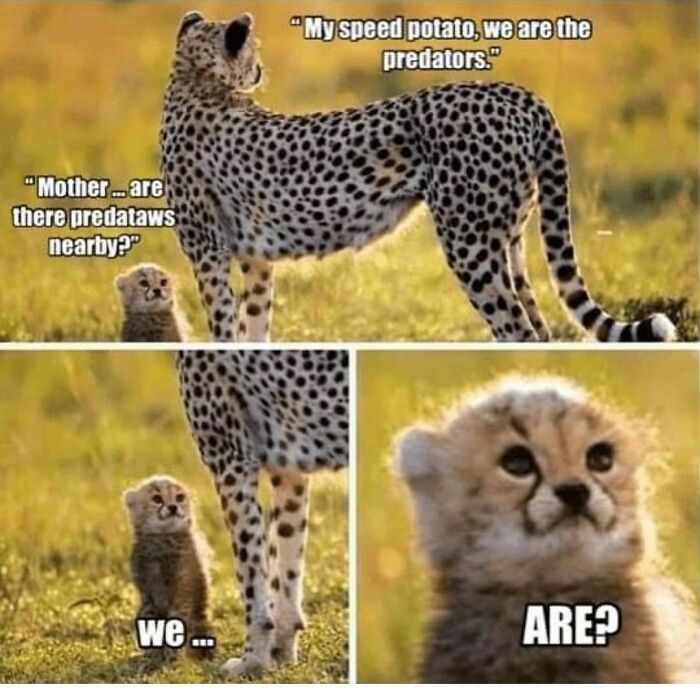 50 Adorable Animal Memes That May Give You That Serotonin Boost For Today