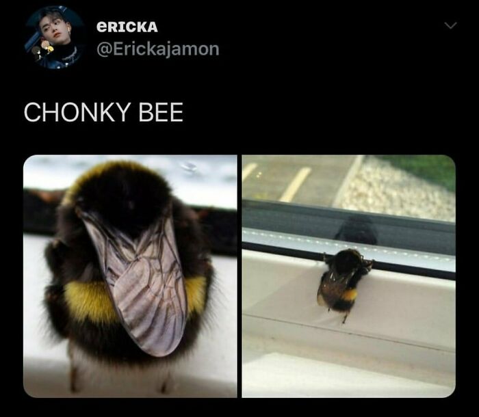 50 Adorable Animal Memes That May Give You That Serotonin Boost For Today