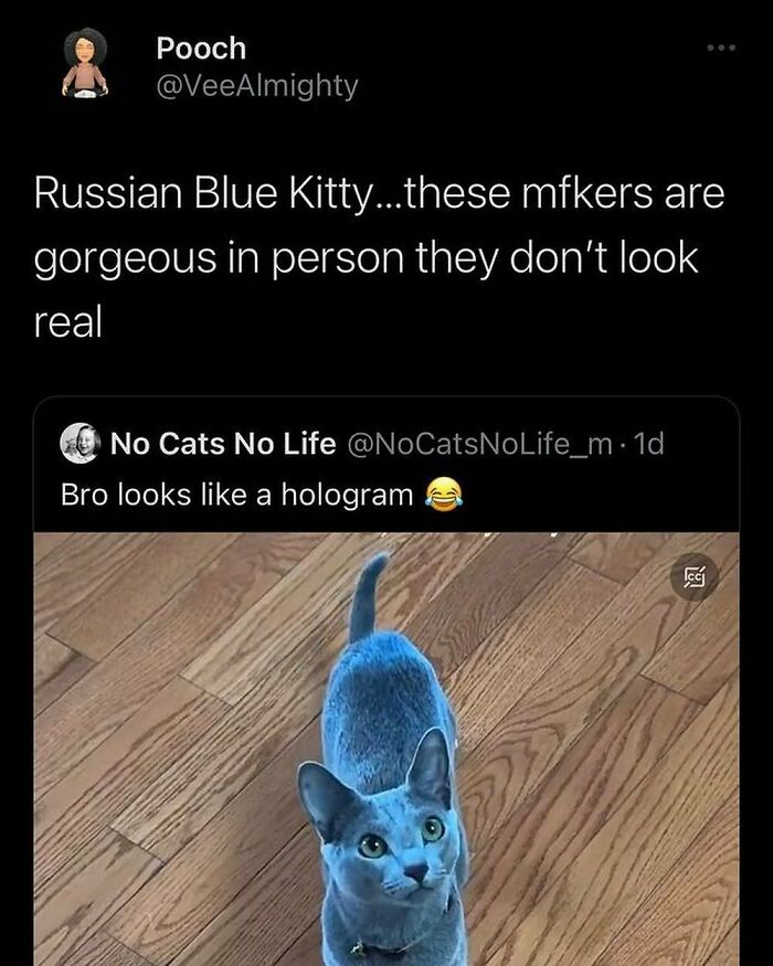 50 Adorable Animal Memes That May Give You That Serotonin Boost For Today