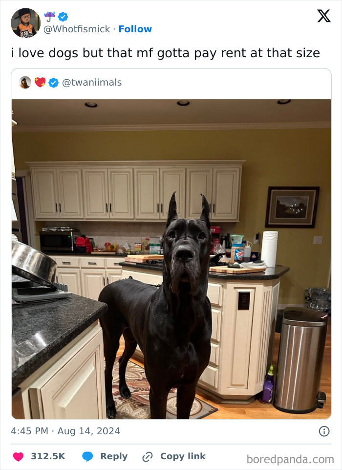 50 Adorable Animal Memes That May Give You That Serotonin Boost For Today