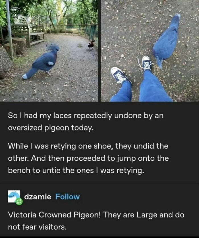 50 Adorable Animal Memes That May Give You That Serotonin Boost For Today