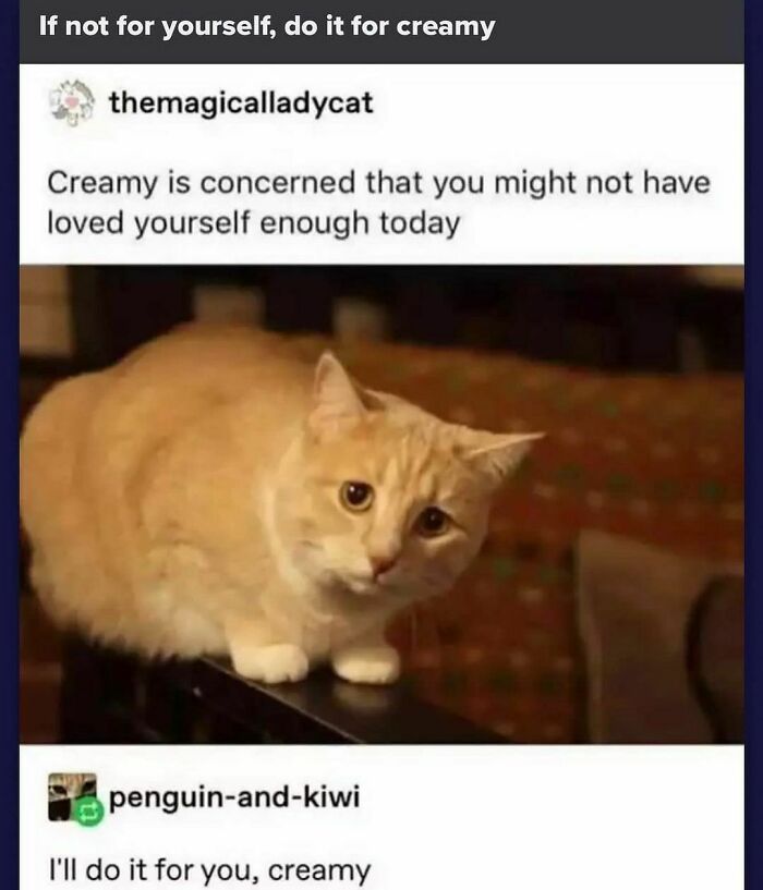 50 Adorable Animal Memes That May Give You That Serotonin Boost For Today