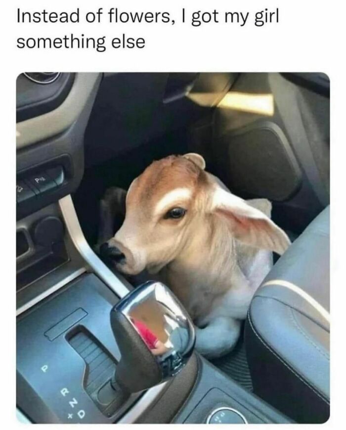 50 Adorable Animal Memes That May Give You That Serotonin Boost For Today