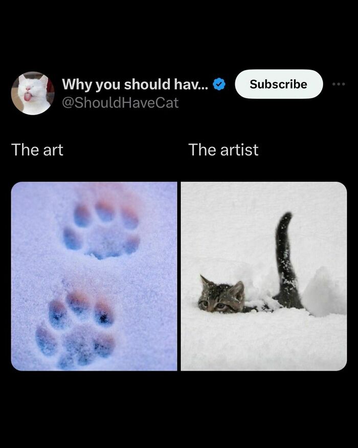 50 Adorable Animal Memes That May Give You That Serotonin Boost For Today