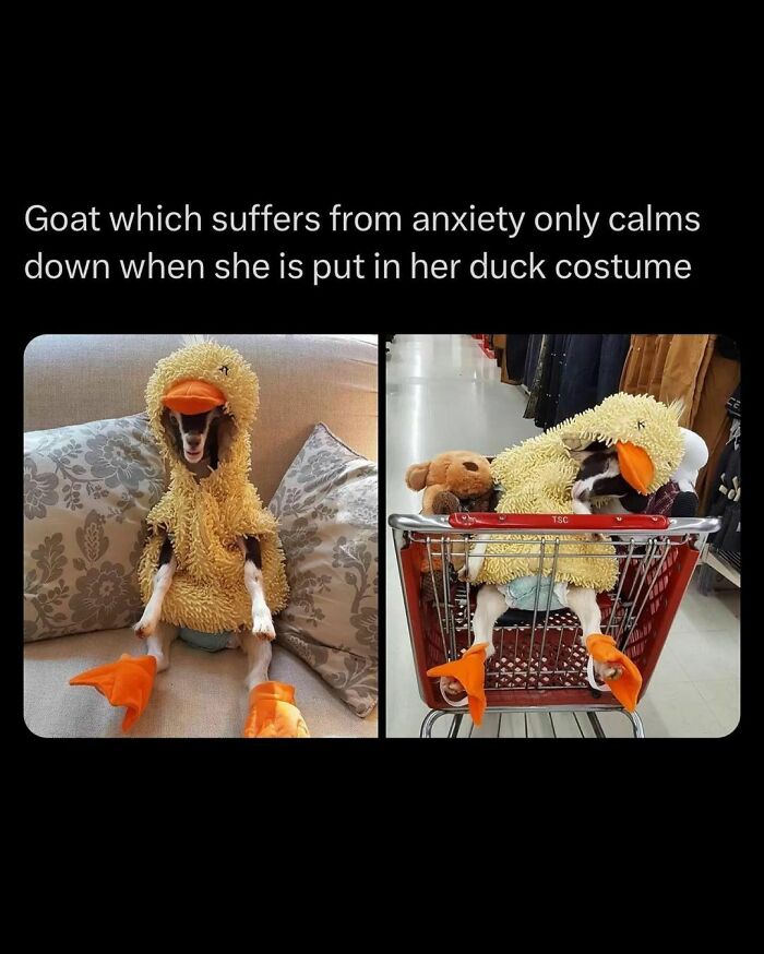 50 Adorable Animal Memes That May Give You That Serotonin Boost For Today