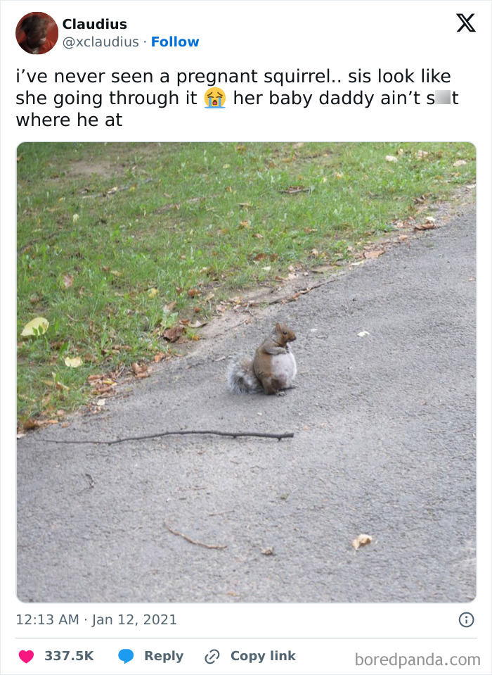 50 Adorable Animal Memes That May Give You That Serotonin Boost For Today