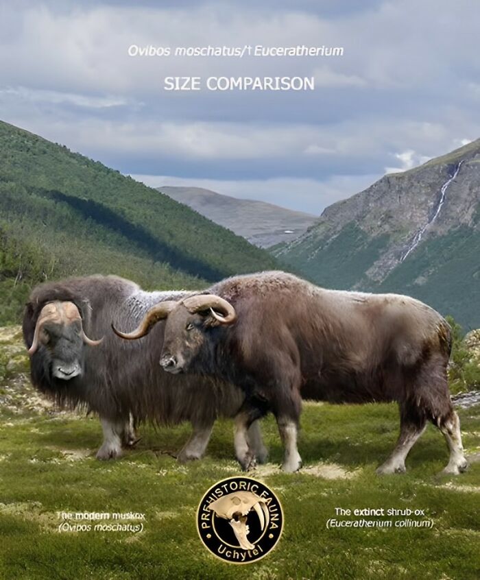 This Artist Compares The Sizes Of Extinct Species With Their Modern Relatives By Placing Them Side By Side (20 New Pics) This Artist Compares The Sizes Of Extinct Species With Their Modern Relatives By Placing Them Side By Side (20 New Pics)