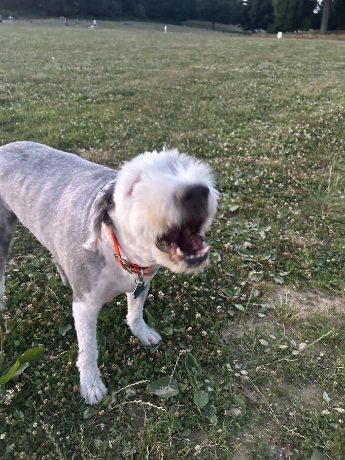 Hey Pandas, Post The Most Terrible Picture Of Your Pet (Closed)