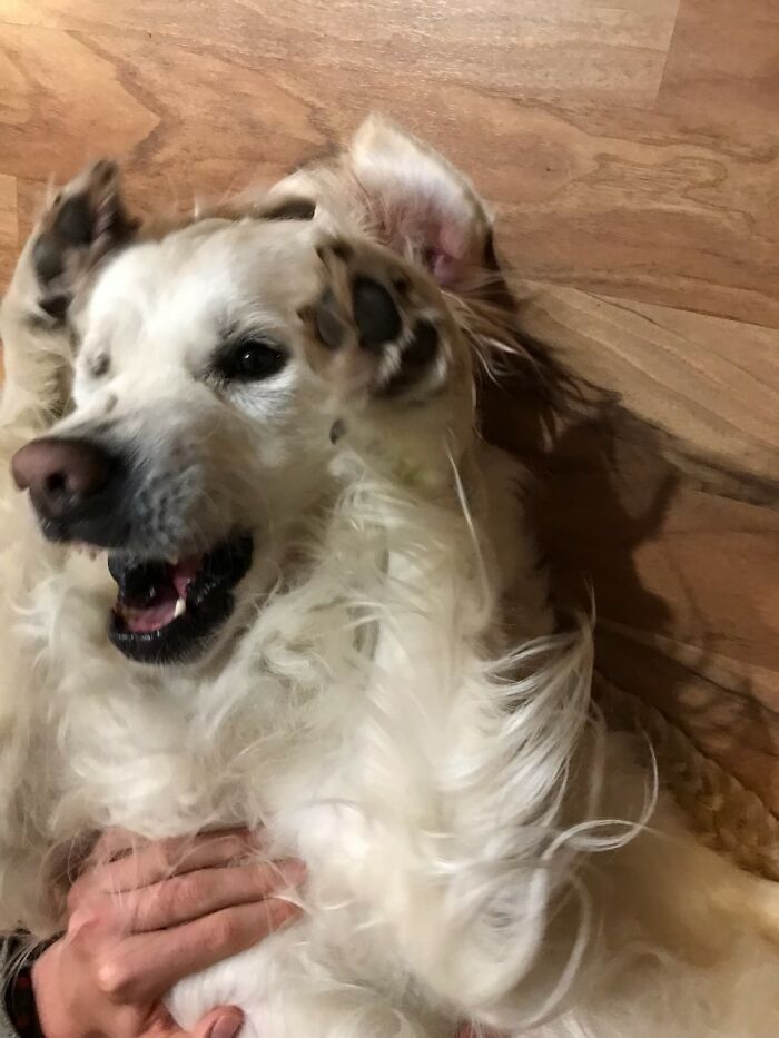 Hey Pandas, Post The Most Terrible Picture Of Your Pet (Closed)