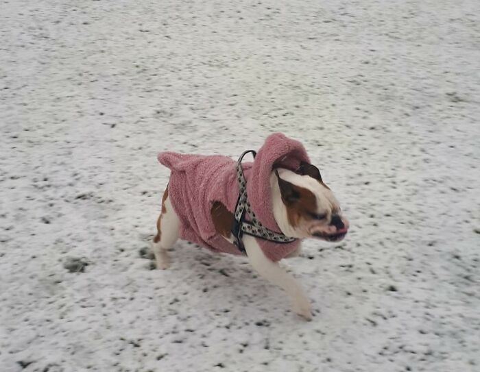 Hey Pandas, Post The Most Terrible Picture Of Your Pet (Closed)