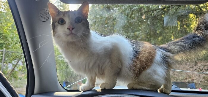 Hey Pandas, Post The Most Terrible Picture Of Your Pet (Closed)