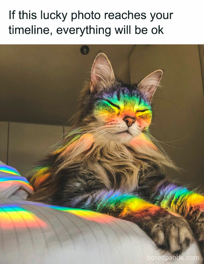 50 Hilarious Cat Memes That Capture Feline Attitude Perfectly, Courtesy Of This FB Page (New Pics) 50 Hilarious Cat Memes That Capture Feline Attitude Perfectly, Courtesy Of This FB Page (New Pics)