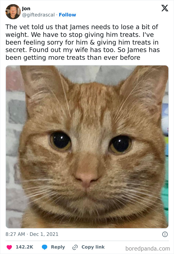 50 Hilarious Cat Memes That Capture Feline Attitude Perfectly, Courtesy Of This FB Page (New Pics) 50 Hilarious Cat Memes That Capture Feline Attitude Perfectly, Courtesy Of This FB Page (New Pics)