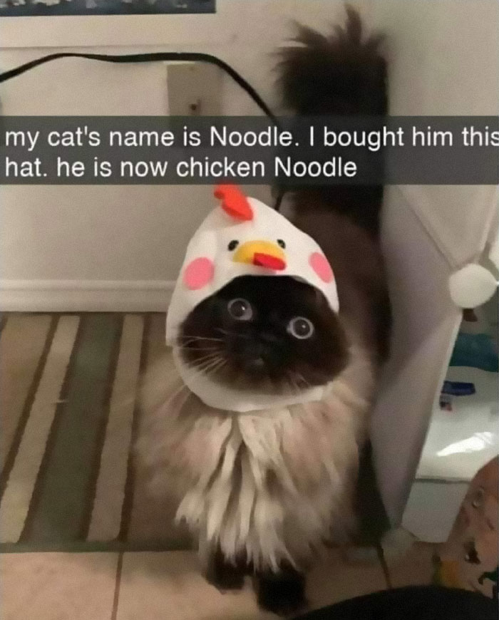 50 Hilarious Cat Memes That Capture Feline Attitude Perfectly, Courtesy Of This FB Page (New Pics) 50 Hilarious Cat Memes That Capture Feline Attitude Perfectly, Courtesy Of This FB Page (New Pics)