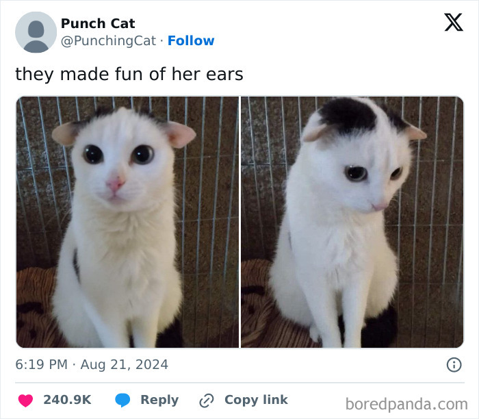 50 Hilarious Cat Memes That Capture Feline Attitude Perfectly, Courtesy Of This FB Page (New Pics) 50 Hilarious Cat Memes That Capture Feline Attitude Perfectly, Courtesy Of This FB Page (New Pics)