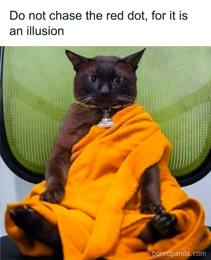 50 Hilarious Cat Memes That Capture Feline Attitude Perfectly, Courtesy Of This FB Page (New Pics) 50 Hilarious Cat Memes That Capture Feline Attitude Perfectly, Courtesy Of This FB Page (New Pics)