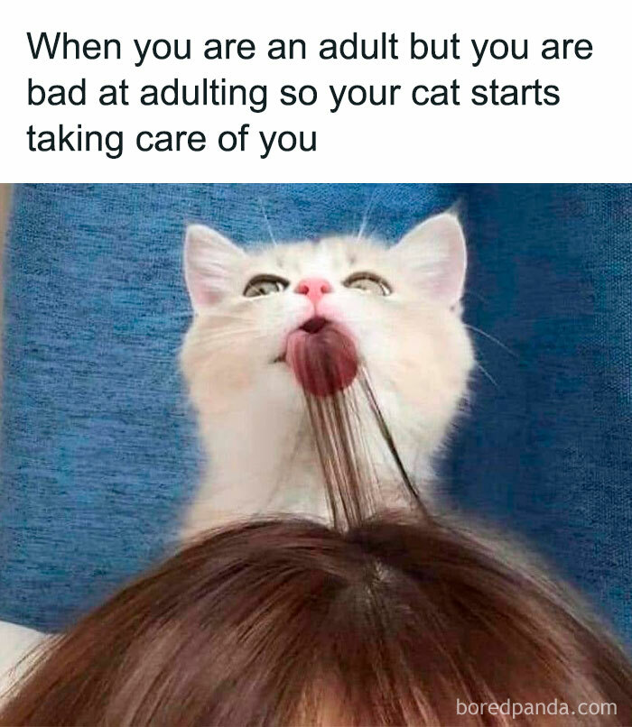 50 Hilarious Cat Memes That Capture Feline Attitude Perfectly, Courtesy Of This FB Page (New Pics) 50 Hilarious Cat Memes That Capture Feline Attitude Perfectly, Courtesy Of This FB Page (New Pics)