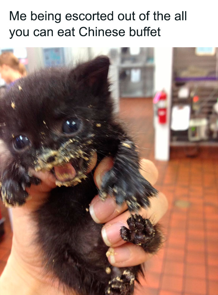 50 Hilarious Cat Memes That Capture Feline Attitude Perfectly, Courtesy Of This FB Page (New Pics) 50 Hilarious Cat Memes That Capture Feline Attitude Perfectly, Courtesy Of This FB Page (New Pics)