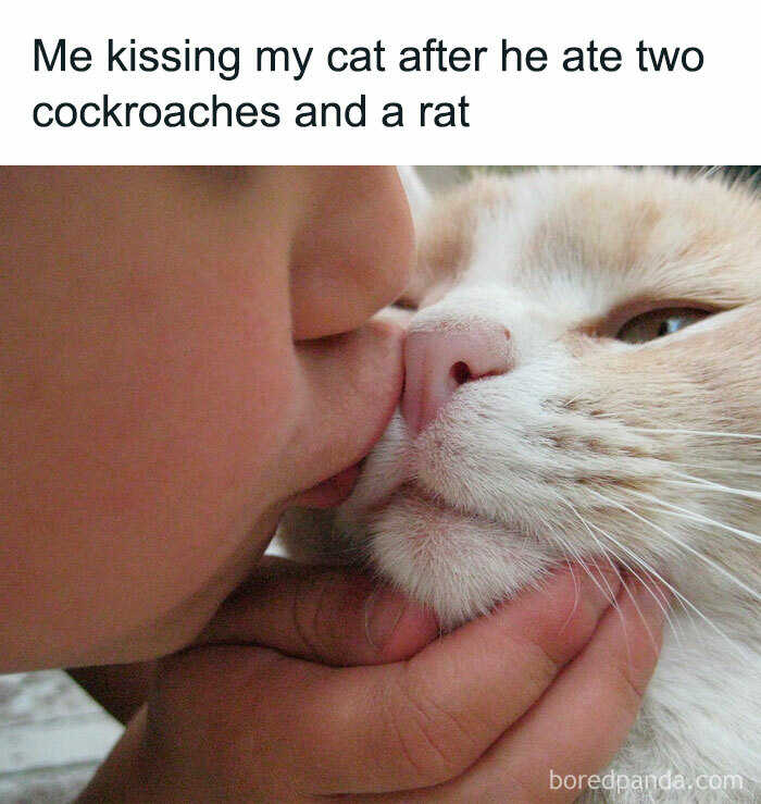 50 Hilarious Cat Memes That Capture Feline Attitude Perfectly, Courtesy Of This FB Page (New Pics) 50 Hilarious Cat Memes That Capture Feline Attitude Perfectly, Courtesy Of This FB Page (New Pics)