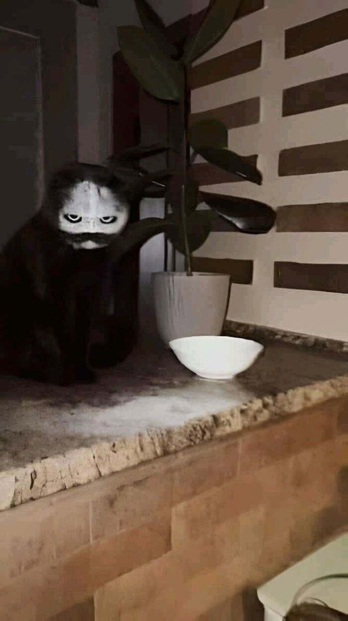 50 Hilarious Cat Memes That Capture Feline Attitude Perfectly, Courtesy Of This FB Page (New Pics) 50 Hilarious Cat Memes That Capture Feline Attitude Perfectly, Courtesy Of This FB Page (New Pics)