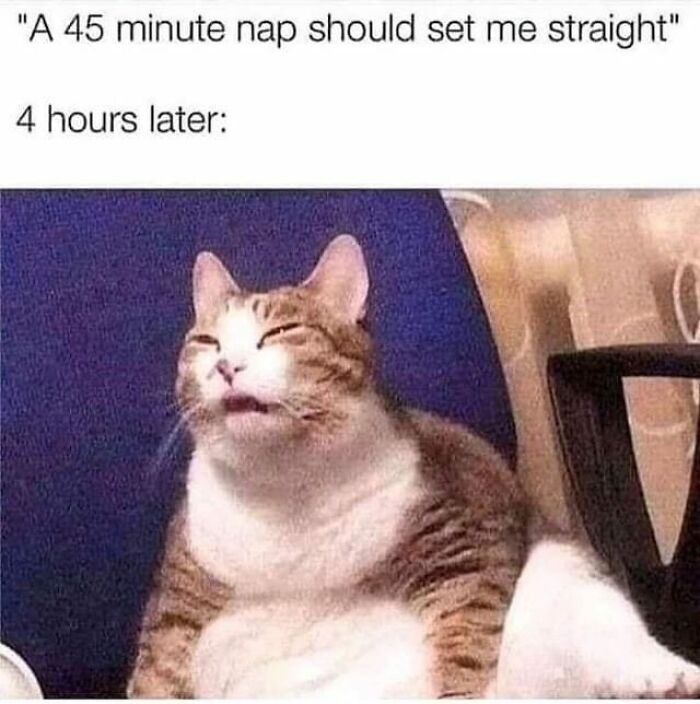 50 Hilarious Cat Memes That Capture Feline Attitude Perfectly, Courtesy Of This FB Page (New Pics) 50 Hilarious Cat Memes That Capture Feline Attitude Perfectly, Courtesy Of This FB Page (New Pics)