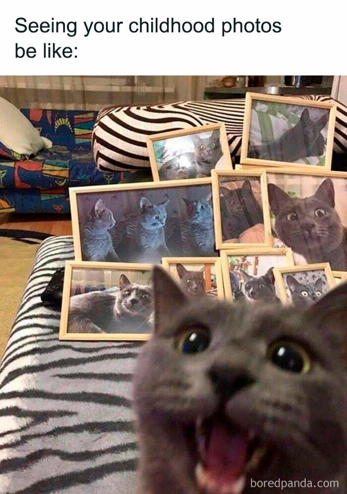 50 Times Cats Proved They’re The Masters Of Meme-Full Moments, As Seen On This IG Page 50 Times Cats Proved They’re The Masters Of Meme-Full Moments, As Seen On This IG Page