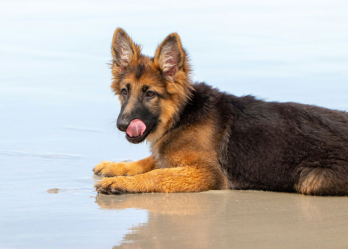 “AITA For Thinking Of Breaking Up With My BF Because Of What He Did To My Dog?” “AITA For Thinking Of Breaking Up With My BF Because Of What He Did To My Dog?”