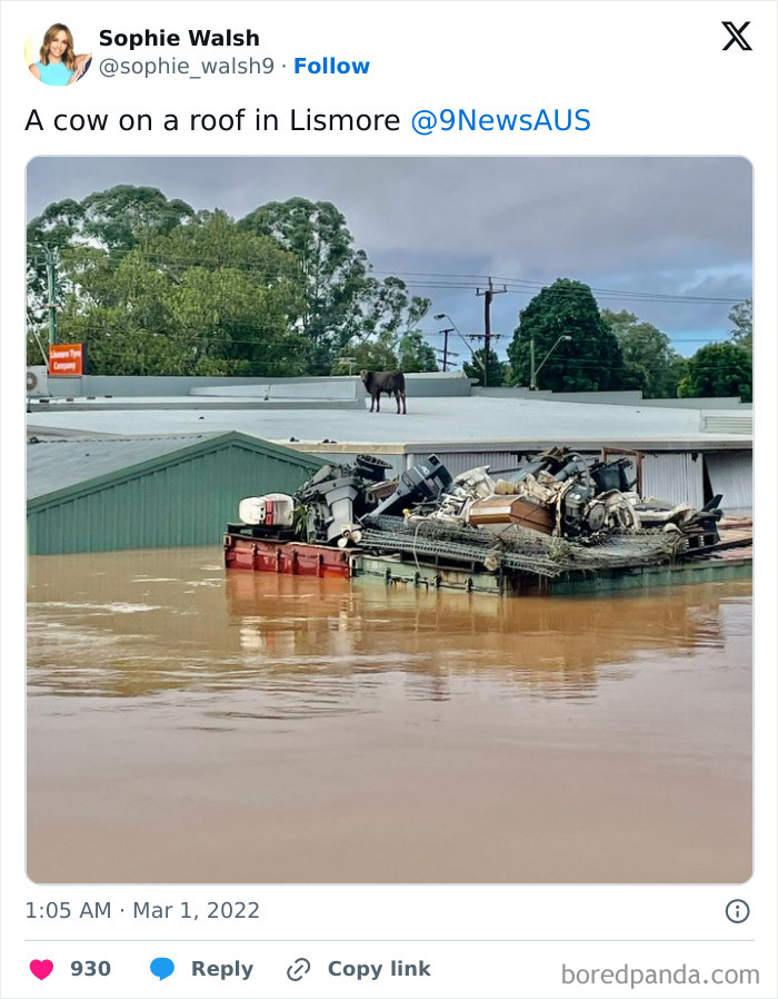 “A Cow On A Roof”: 50 Wild Pics Of Mother Nature Doing Things On Its Own Terms (New Pics) “A Cow On A Roof”: 50 Wild Pics Of Mother Nature Doing Things On Its Own Terms (New Pics)