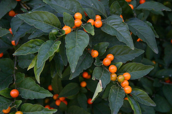 Alicia Silverstone Shares Health Update After Biting Into Poisonous Fruit Alicia Silverstone Shares Health Update After Biting Into Poisonous Fruit