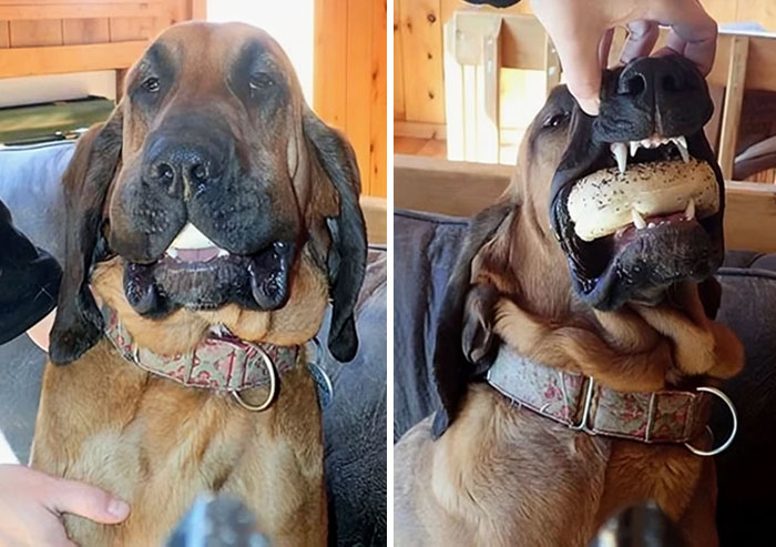 50 Outlandish Escapades Of Pets Who Somewhat Succeeded In Stealing Their Owner’s Food (New Pics) 50 Outlandish Escapades Of Pets Who Somewhat Succeeded In Stealing Their Owner’s Food (New Pics)