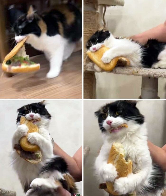 50 Outlandish Escapades Of Pets Who Somewhat Succeeded In Stealing Their Owner’s Food (New Pics) 50 Outlandish Escapades Of Pets Who Somewhat Succeeded In Stealing Their Owner’s Food (New Pics)