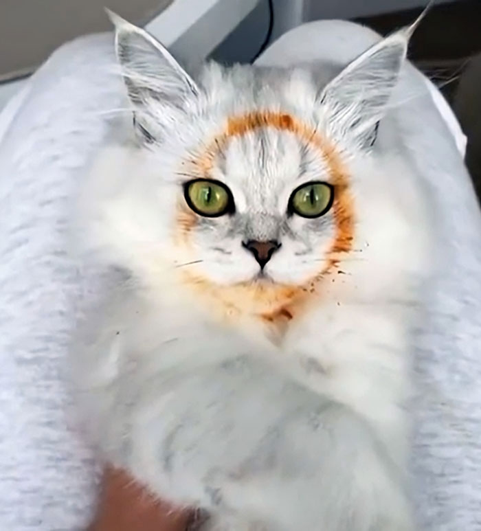 50 Outlandish Escapades Of Pets Who Somewhat Succeeded In Stealing Their Owner’s Food (New Pics) 50 Outlandish Escapades Of Pets Who Somewhat Succeeded In Stealing Their Owner’s Food (New Pics)