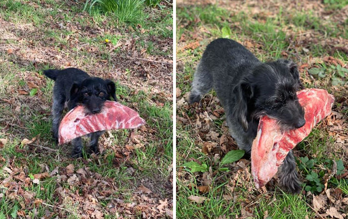 50 Outlandish Escapades Of Pets Who Somewhat Succeeded In Stealing Their Owner’s Food (New Pics) 50 Outlandish Escapades Of Pets Who Somewhat Succeeded In Stealing Their Owner’s Food (New Pics)