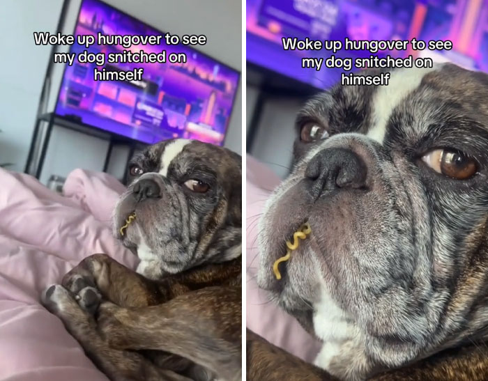 50 Outlandish Escapades Of Pets Who Somewhat Succeeded In Stealing Their Owner’s Food (New Pics) 50 Outlandish Escapades Of Pets Who Somewhat Succeeded In Stealing Their Owner’s Food (New Pics)