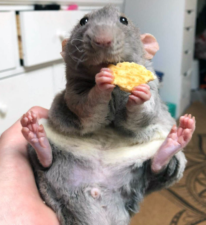 50 Outlandish Escapades Of Pets Who Somewhat Succeeded In Stealing Their Owner’s Food (New Pics) 50 Outlandish Escapades Of Pets Who Somewhat Succeeded In Stealing Their Owner’s Food (New Pics)