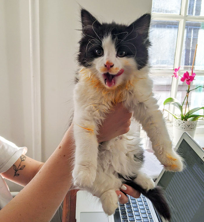 50 Outlandish Escapades Of Pets Who Somewhat Succeeded In Stealing Their Owner’s Food (New Pics) 50 Outlandish Escapades Of Pets Who Somewhat Succeeded In Stealing Their Owner’s Food (New Pics)