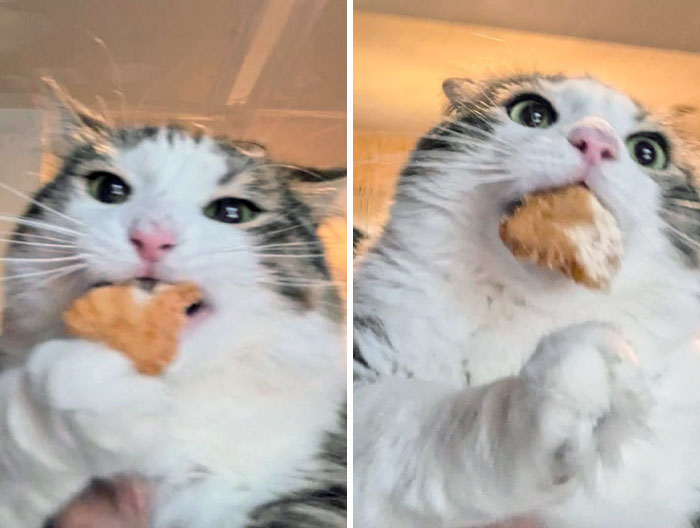 50 Outlandish Escapades Of Pets Who Somewhat Succeeded In Stealing Their Owner’s Food (New Pics) 50 Outlandish Escapades Of Pets Who Somewhat Succeeded In Stealing Their Owner’s Food (New Pics)