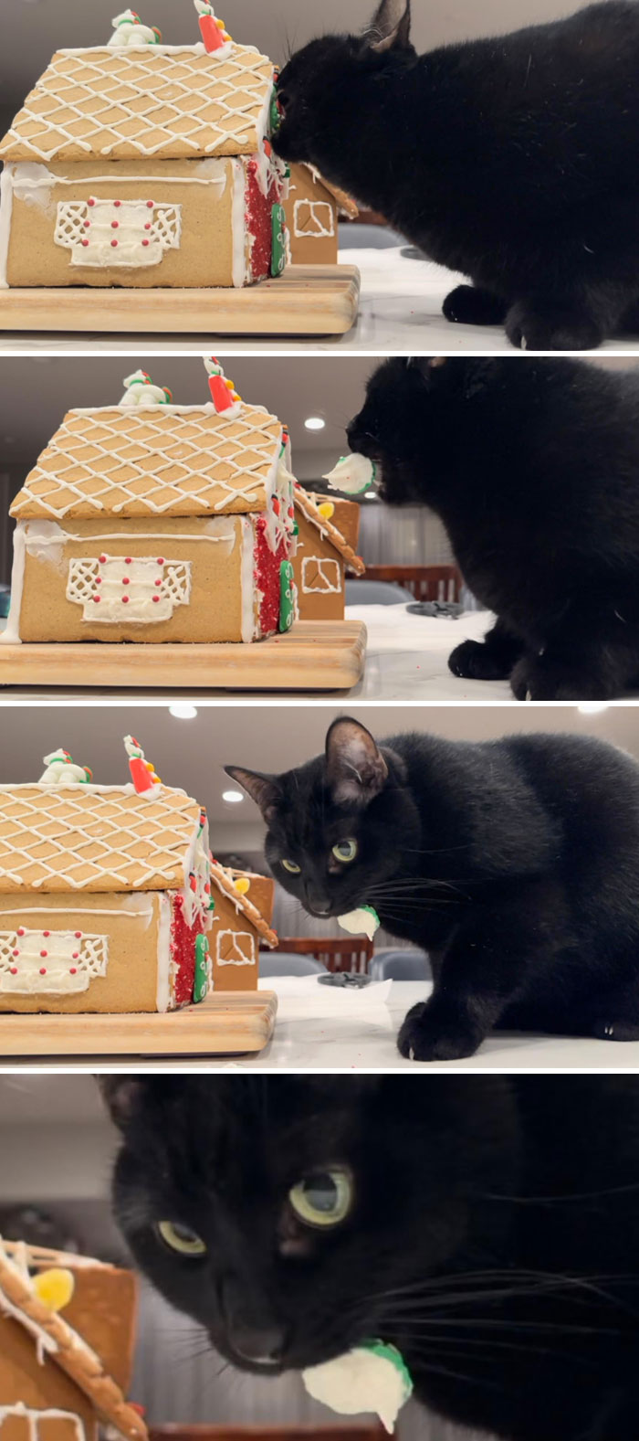 50 Outlandish Escapades Of Pets Who Somewhat Succeeded In Stealing Their Owner’s Food (New Pics) 50 Outlandish Escapades Of Pets Who Somewhat Succeeded In Stealing Their Owner’s Food (New Pics)