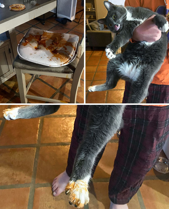 50 Outlandish Escapades Of Pets Who Somewhat Succeeded In Stealing Their Owner’s Food (New Pics) 50 Outlandish Escapades Of Pets Who Somewhat Succeeded In Stealing Their Owner’s Food (New Pics)