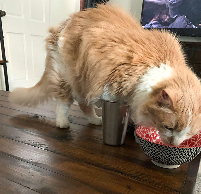 50 Outlandish Escapades Of Pets Who Somewhat Succeeded In Stealing Their Owner’s Food (New Pics) 50 Outlandish Escapades Of Pets Who Somewhat Succeeded In Stealing Their Owner’s Food (New Pics)