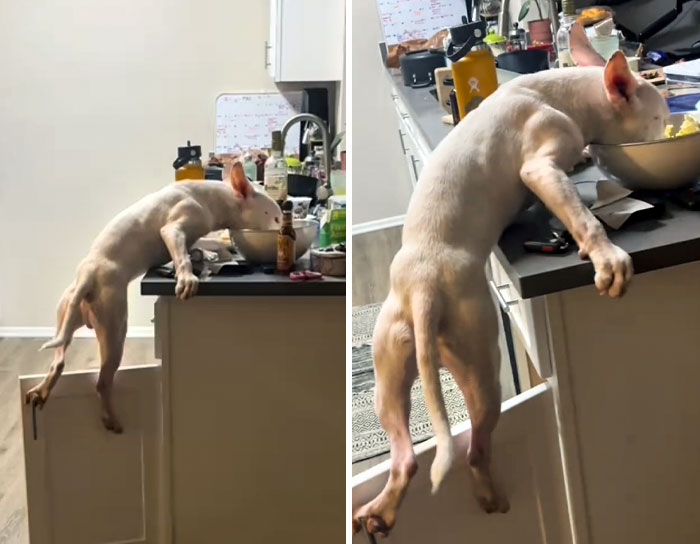 50 Outlandish Escapades Of Pets Who Somewhat Succeeded In Stealing Their Owner’s Food (New Pics) 50 Outlandish Escapades Of Pets Who Somewhat Succeeded In Stealing Their Owner’s Food (New Pics)