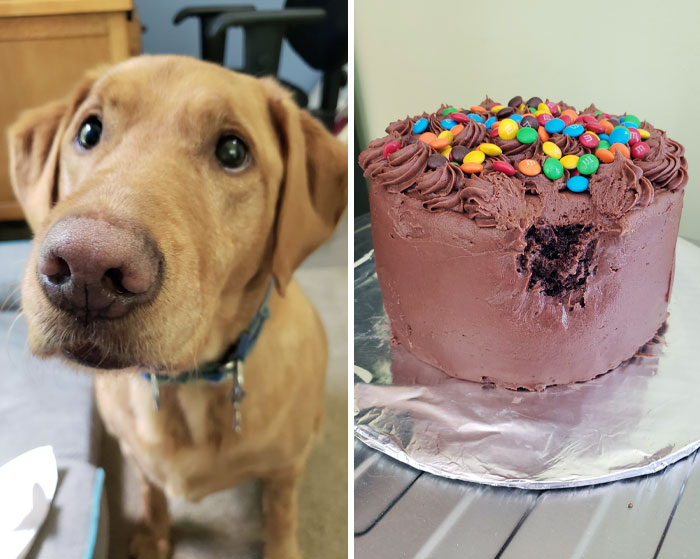 50 Outlandish Escapades Of Pets Who Somewhat Succeeded In Stealing Their Owner’s Food (New Pics) 50 Outlandish Escapades Of Pets Who Somewhat Succeeded In Stealing Their Owner’s Food (New Pics)