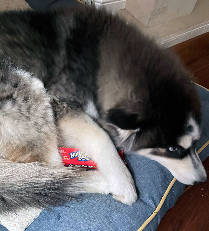 50 Outlandish Escapades Of Pets Who Somewhat Succeeded In Stealing Their Owner’s Food (New Pics) 50 Outlandish Escapades Of Pets Who Somewhat Succeeded In Stealing Their Owner’s Food (New Pics)