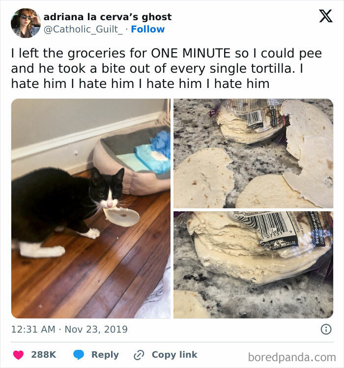 50 Outlandish Escapades Of Pets Who Somewhat Succeeded In Stealing Their Owner’s Food (New Pics) 50 Outlandish Escapades Of Pets Who Somewhat Succeeded In Stealing Their Owner’s Food (New Pics)