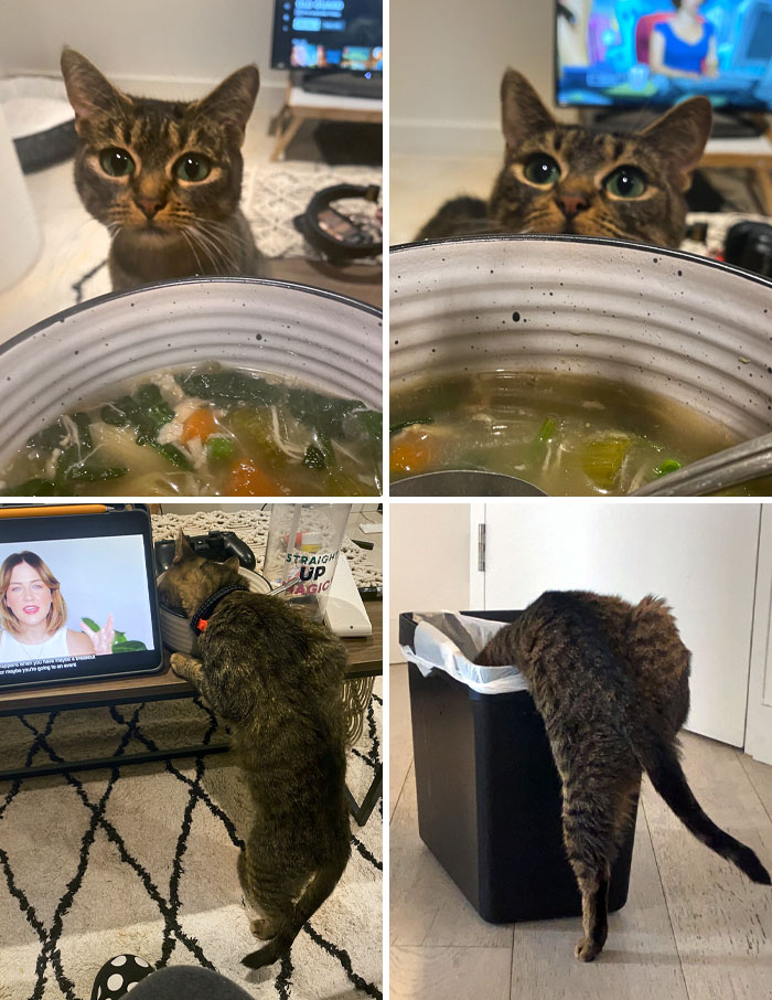 50 Outlandish Escapades Of Pets Who Somewhat Succeeded In Stealing Their Owner’s Food (New Pics) 50 Outlandish Escapades Of Pets Who Somewhat Succeeded In Stealing Their Owner’s Food (New Pics)