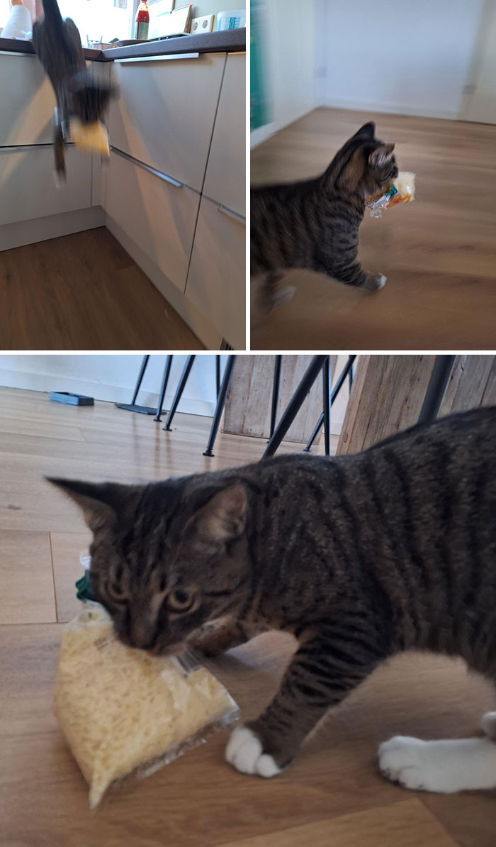 50 Outlandish Escapades Of Pets Who Somewhat Succeeded In Stealing Their Owner’s Food (New Pics) 50 Outlandish Escapades Of Pets Who Somewhat Succeeded In Stealing Their Owner’s Food (New Pics)