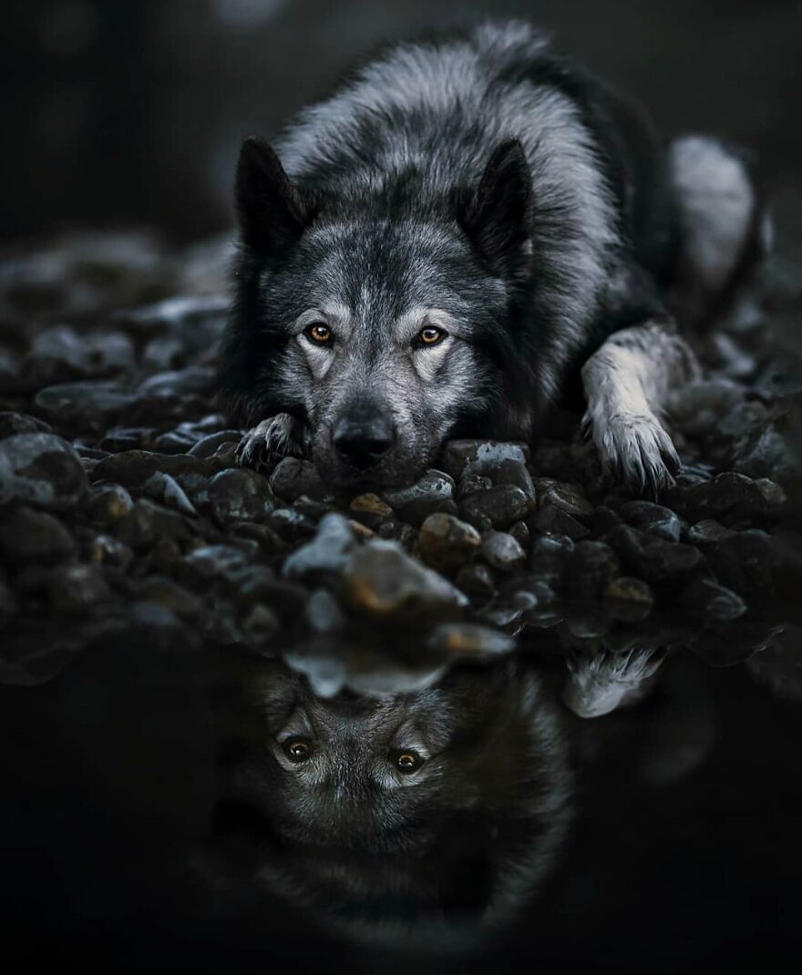 40 Of The Best All Time Images From The International Dog Photography Awards 40 Of The Best All Time Images From The International Dog Photography Awards