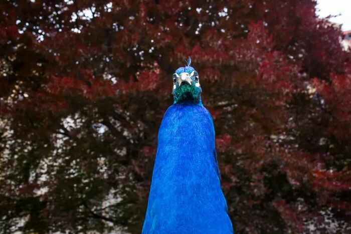 Fun Accidental Moments Captured By This Street Photographer (50 New Pics) Fun Accidental Moments Captured By This Street Photographer (50 New Pics)