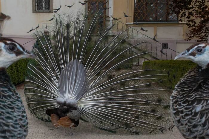 Fun Accidental Moments Captured By This Street Photographer (50 New Pics) Fun Accidental Moments Captured By This Street Photographer (50 New Pics)