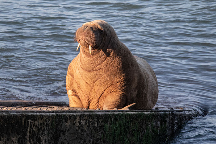 Netizens Can’t Get Enough Of This Walrus Who Was Given His Own Raft So He Would Stop Sinking Boats Netizens Can’t Get Enough Of This Walrus Who Was Given His Own Raft So He Would Stop Sinking Boats
